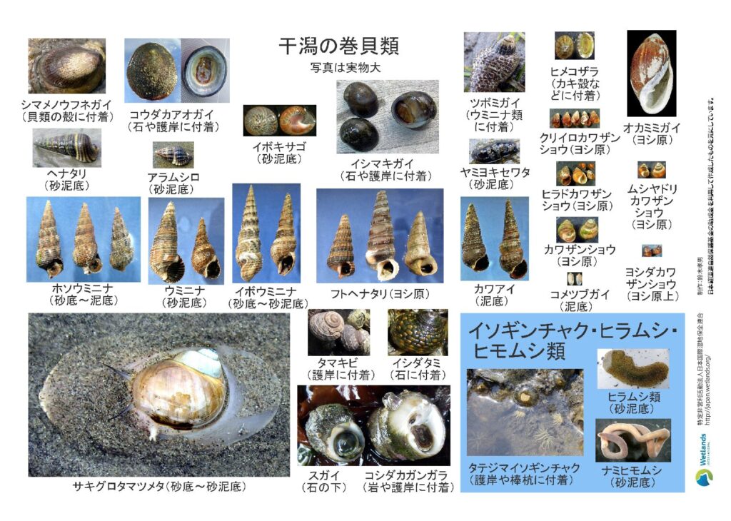 実物大ラミネート図鑑_巻貝・二枚貝 - 干潟ベントスフィールド図鑑